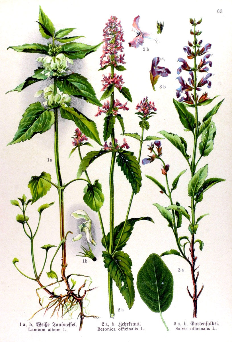 Botanisches Originalfoto: Betonica 'Hummelo' (Stachys) (Quelle: Wikimedia Commons)
