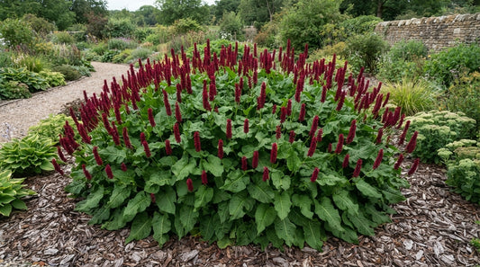 Symbolfoto / KI-Visualisierung: Bistorta amplexicaulis 'Fat Domino' ®