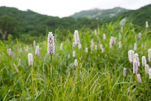 Botanisches Originalfoto: Bistorta amplexicaulis 'Lisan' ® (Quelle: Wikimedia Commons)