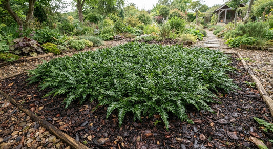 Symbolfoto / KI-Visualisierung: Blechnum penna-marina subsp. penna-marina