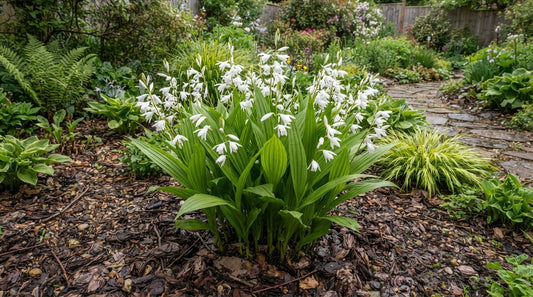Symbolfoto / KI-Visualisierung: Bletilla striata 'Alba'
