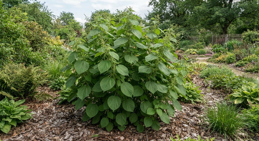 Symbolfoto / KI-Visualisierung: Boehmeria platanifolia