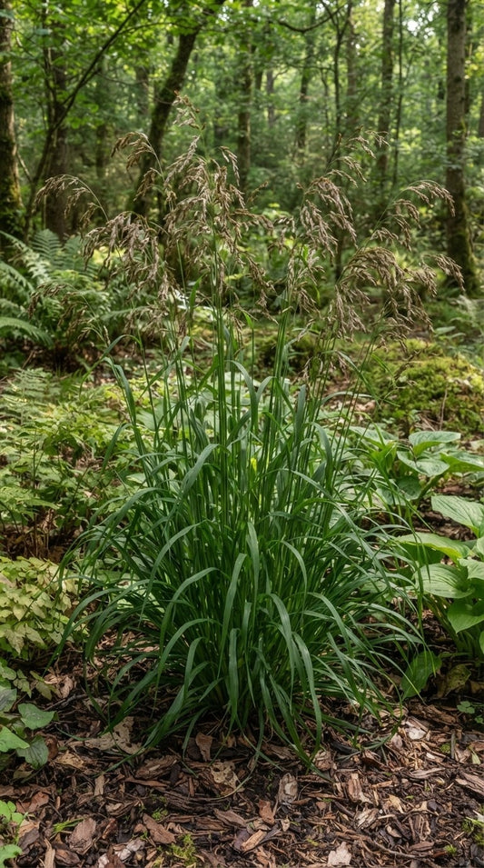 Symbolfoto / KI-Visualisierung: Brachypodium sylvaticum
