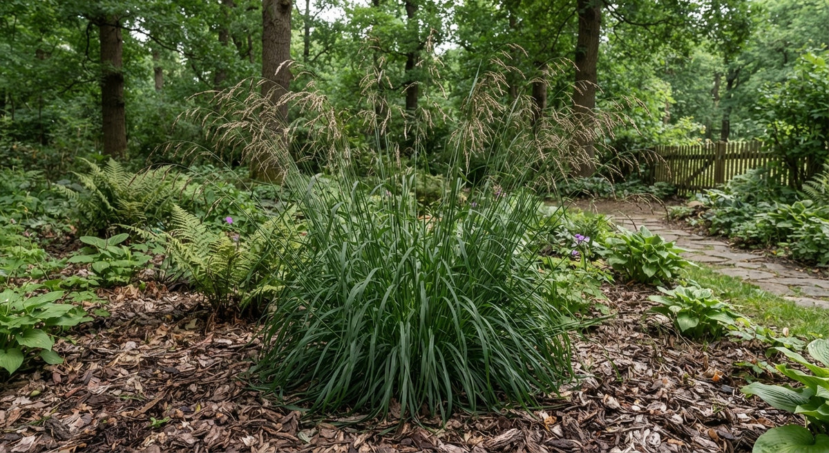 Symbolfoto / KI-Visualisierung: Brachypodium sylvaticum