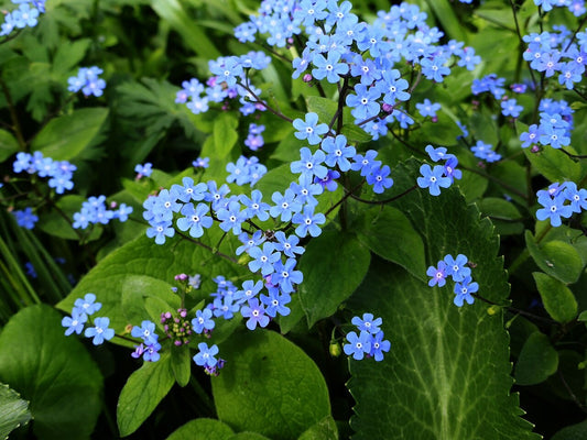 Botanisches Originalfoto: Brunnera macrophylla 'King´s Ransom' ® (Quelle: Wikimedia Commons)