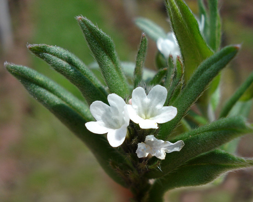 Botanisches Originalfoto: Buglossoides purpurocaerulea (Quelle: Wikimedia Commons)