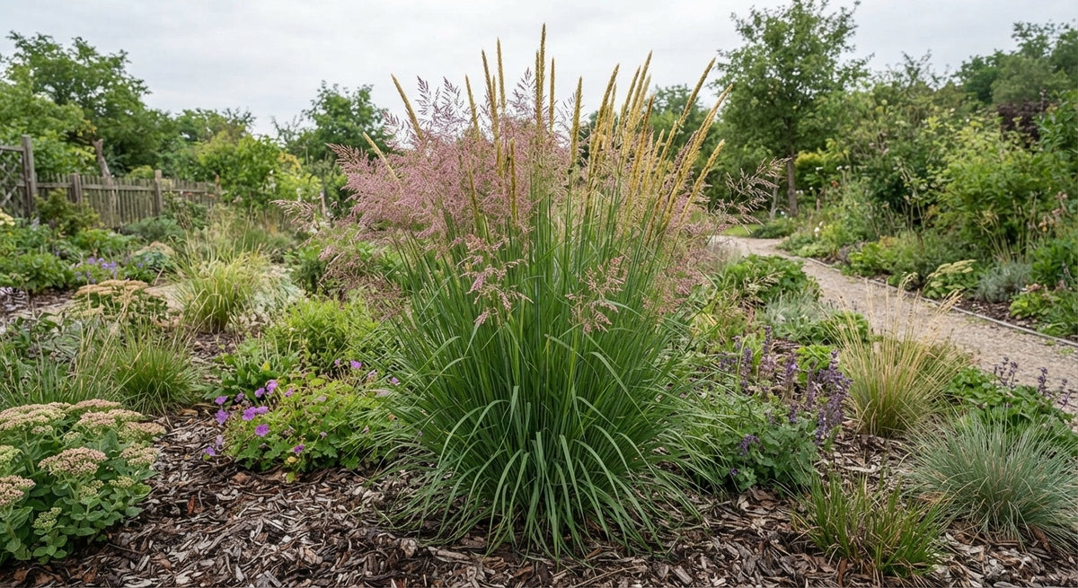 Symbolfoto / KI-Visualisierung: Calamagrostis arundinacea 'Waldenbuch'