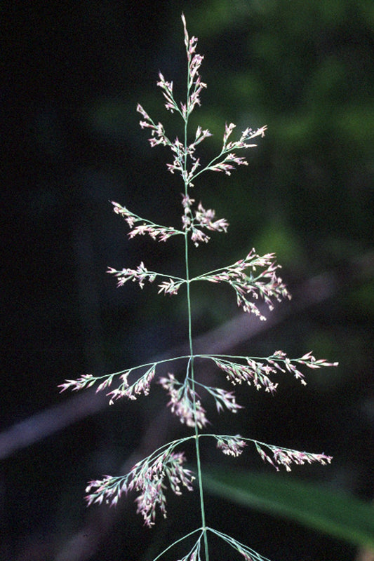 Botanisches Originalfoto: Calamagrostis 'Glenorchy Fireworks’      NIS (Quelle: Wikimedia Commons)