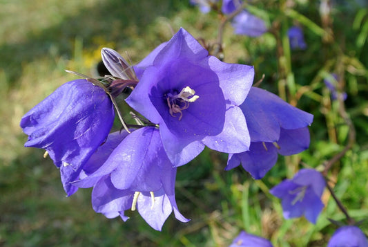 Botanisches Originalfoto: Campanula cochleariifolia 'Alba' (Quelle: Wikimedia Commons)