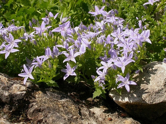 Botanisches Originalfoto: Campanula garganica (Quelle: Wikimedia Commons)