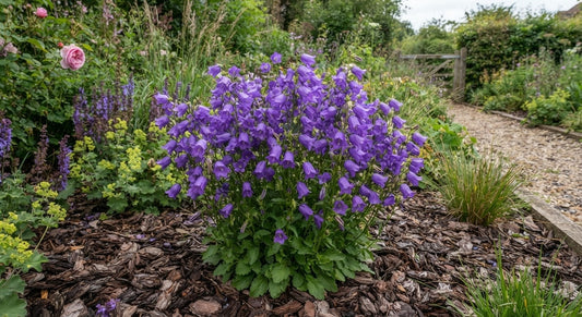 Symbolfoto / KI-Visualisierung: Campanula 'Gaudi Violet'