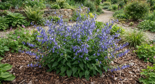 Symbolfoto / KI-Visualisierung: Campanula 'Olympica