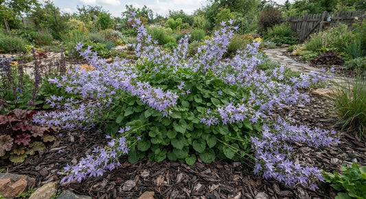 Symbolfoto / KI-Visualisierung: Campanula poscharskyana