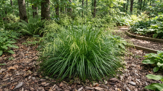 Symbolfoto / KI-Visualisierung: Carex cherokeensis