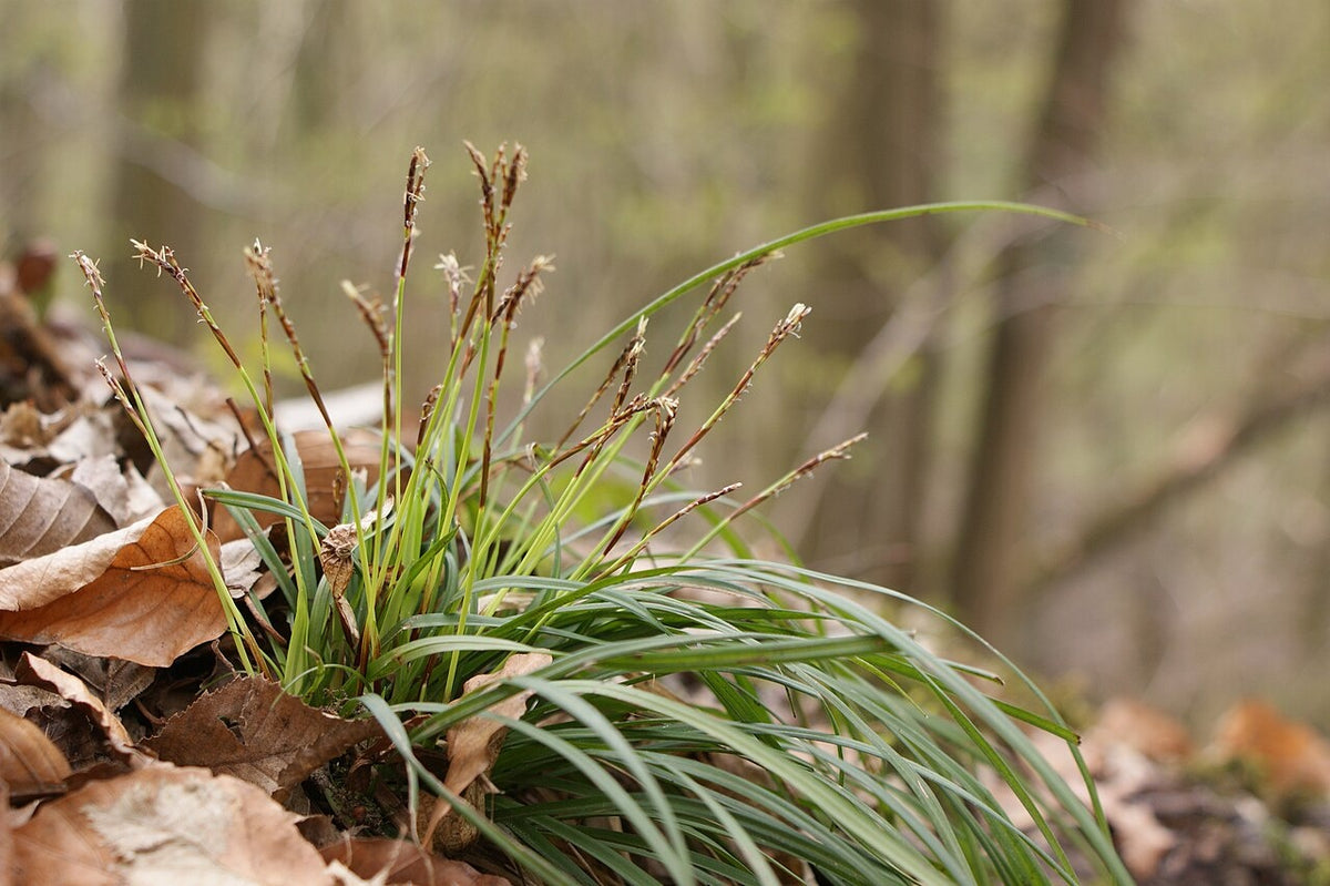 Botanisches Originalfoto: Carex digitata (Quelle: Wikimedia Commons)