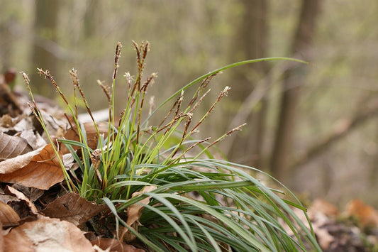 Botanisches Originalfoto: Carex digitata (Quelle: Wikimedia Commons)