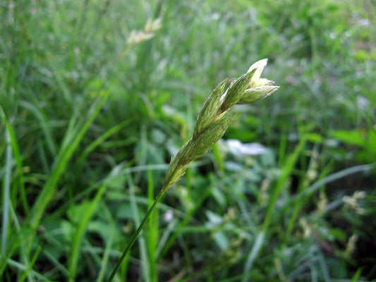 Botanisches Originalfoto: Carex muskingumensis (Quelle: Wikimedia Commons)