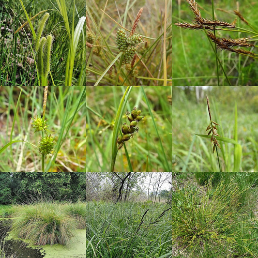 Botanisches Originalfoto: Carex oshimensis ‚Fiwhite‘ (EVEREST) (Quelle: Wikimedia Commons)