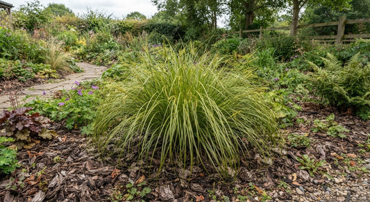 Symbolfoto / KI-Visualisierung: Carex remota 'Bugbos' JS ®