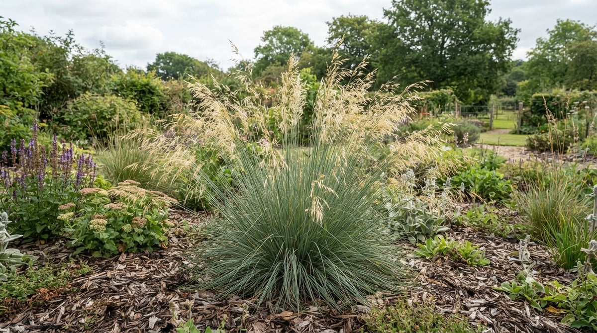 Symbolfoto / KI-Visualisierung: Celtica gigantea 'Alberich' (syn. Stipa g. 'A.')