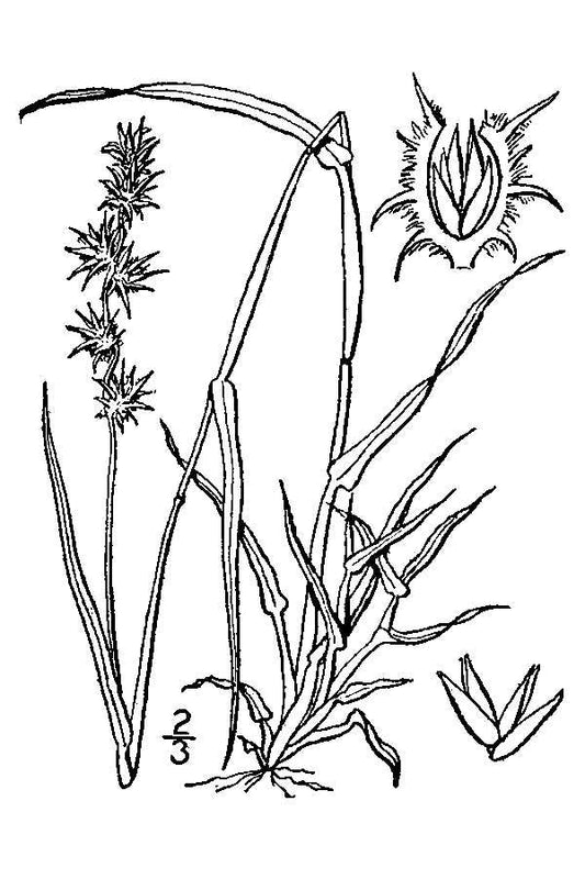 Botanisches Originalfoto: Cenchrus alopecuroides 'Compressum' (Pennisetum) (Quelle: Wikimedia Commons)
