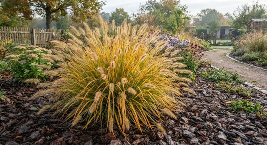 Symbolfoto / KI-Visualisierung: Cenchrus alopecuroides 'Hameln' (Pennisetum)