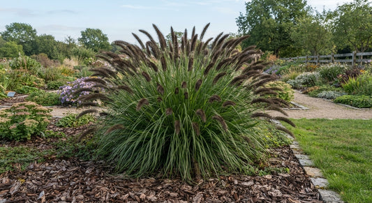Symbolfoto / KI-Visualisierung: Cenchrus alopecuroides 'Paul's Giant' (Pennisetum)