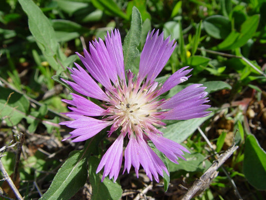 Botanisches Originalfoto: Centaurea dealbata (Quelle: Wikimedia Commons)