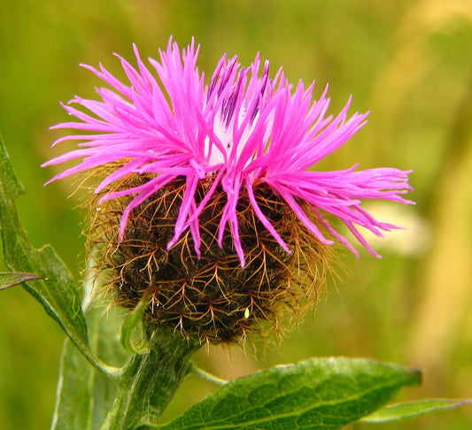 Botanisches Originalfoto: Centaurea phrygia (Quelle: Wikimedia Commons)