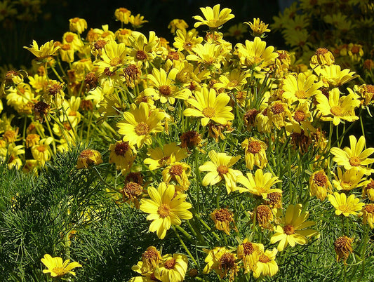 Botanisches Originalfoto: Coreopsis major (Quelle: Wikimedia Commons)