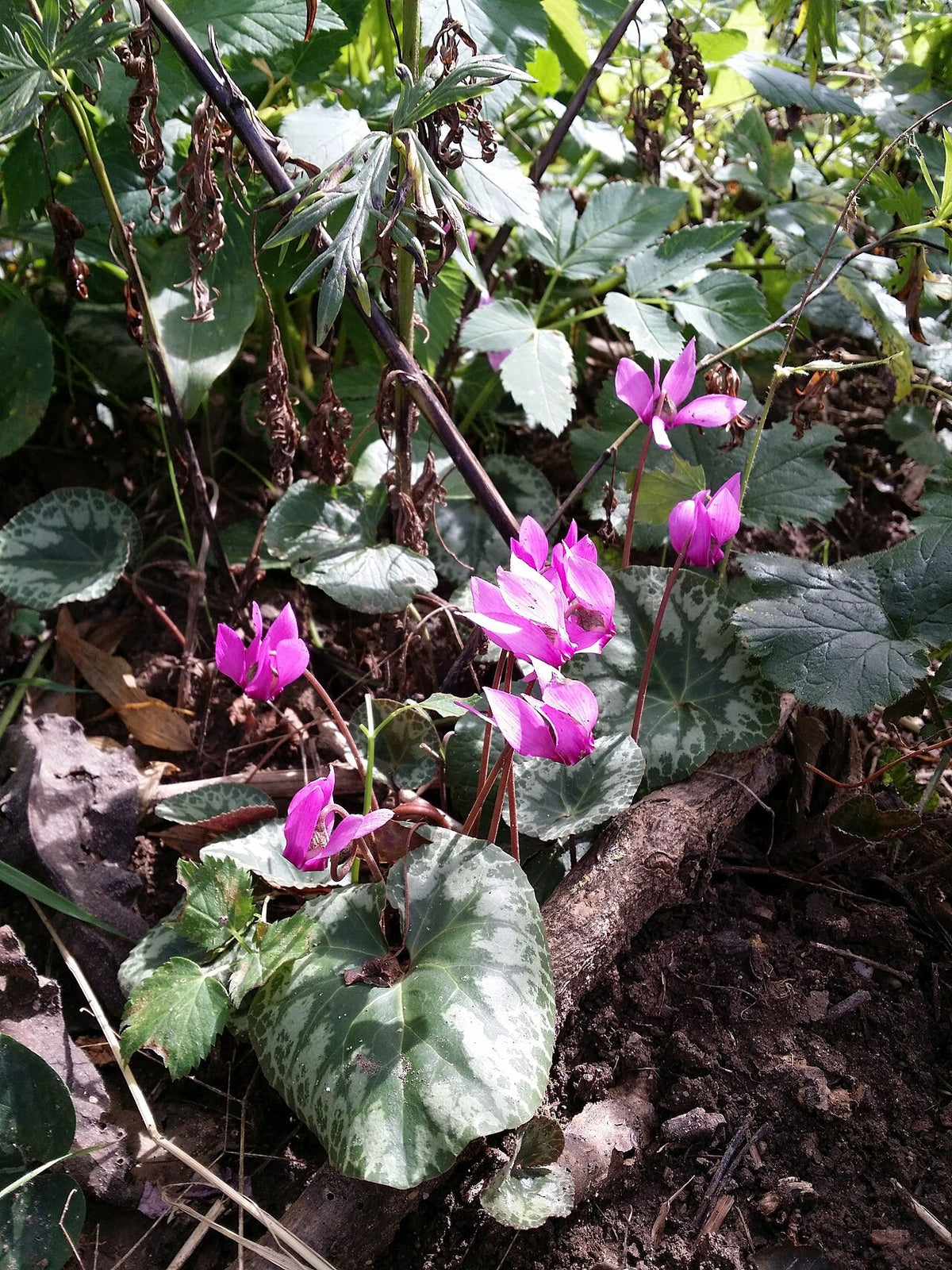 Botanisches Originalfoto: Cyclamen hederifolium 'Rosenteppich' (Quelle: Wikimedia Commons)