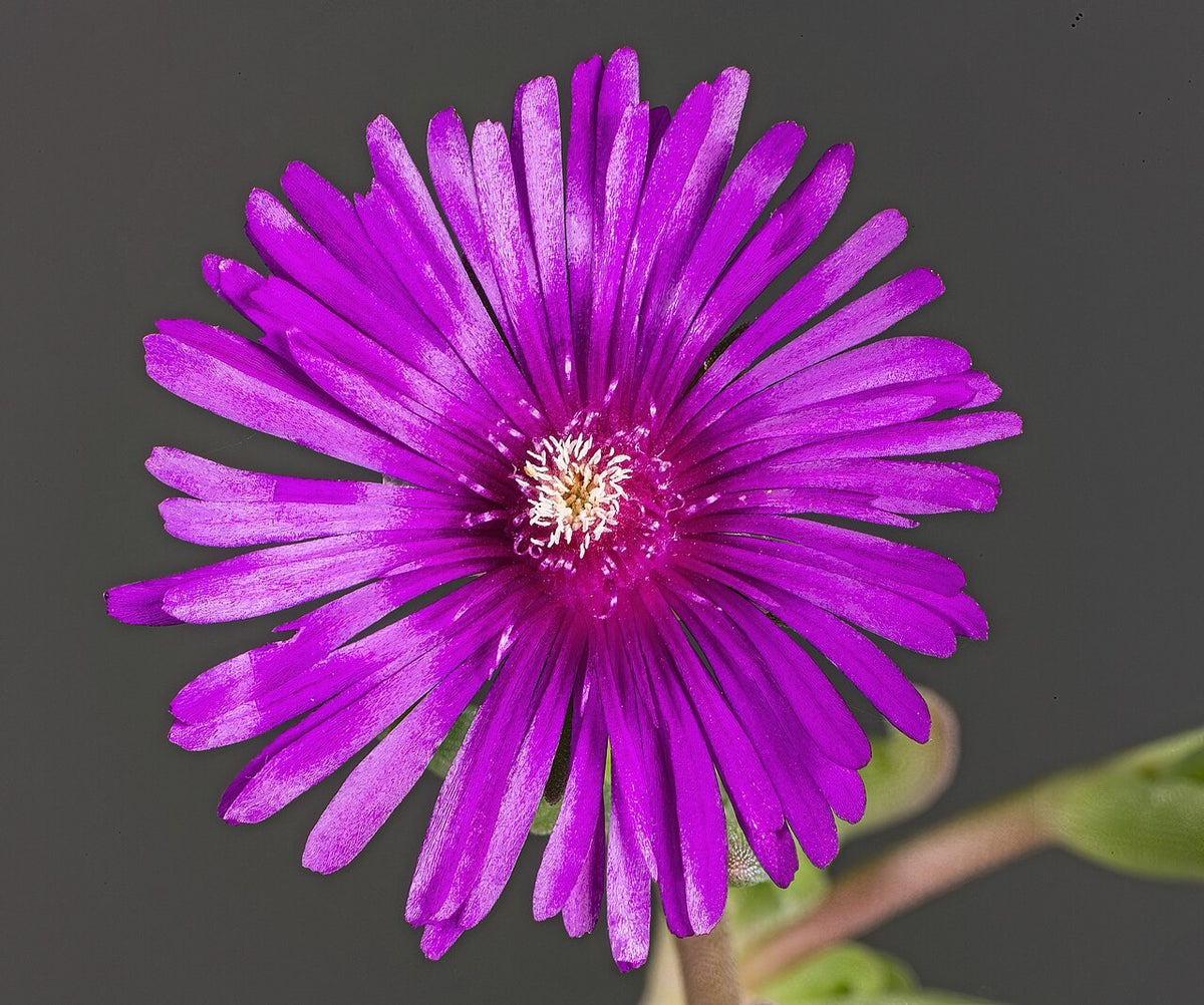 Botanisches Originalfoto: Delosperma dyeri 'Drachenblut' (Quelle: Wikimedia Commons)