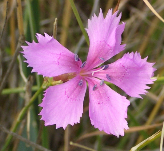 Botanisches Originalfoto: Dianthus deltoides 'Leuchtfunk' (Quelle: Wikimedia Commons)