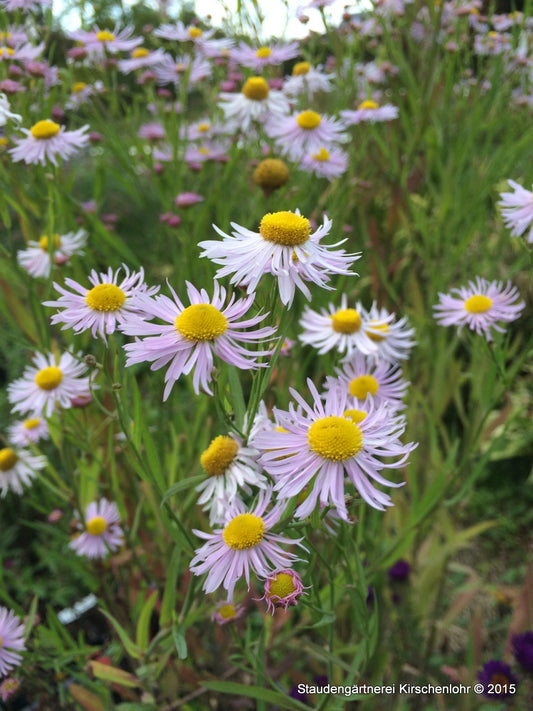 Boltonia decurrens 'Warrior´s Blush' ®