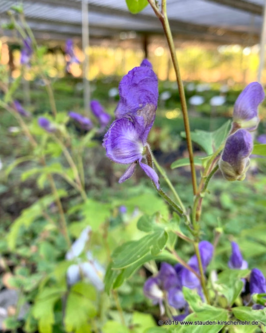 Aconitum japonicum subsp. subcuneatum BSWJ6228