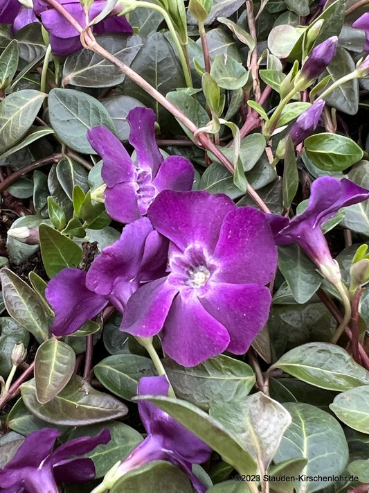 Vinca minor 'Atropurpurea'
