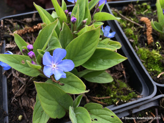 Omphalodes runemarkii 'Blue Eyes' ®
