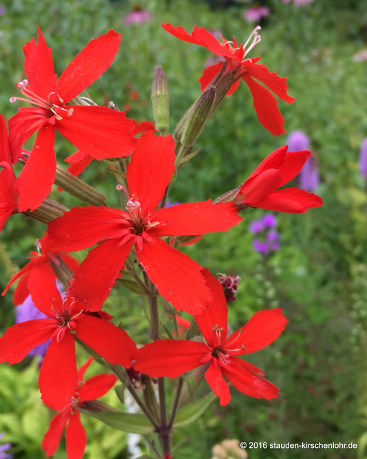 Silene regia