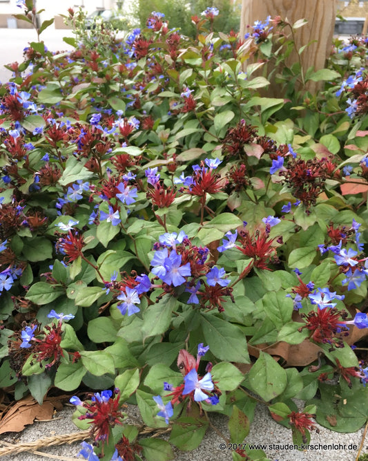 Ceratostigma plumbaginoides