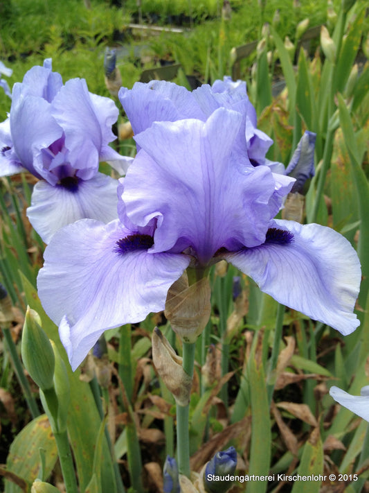 Iris barbata-elatior 'Codicil'