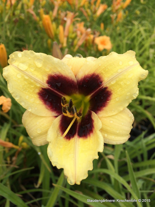 Hemerocallis 'Little Gypsy Vagabond'