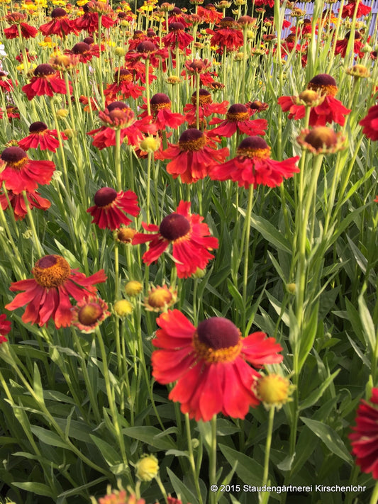 Helenium 'Moerheim Beauty'