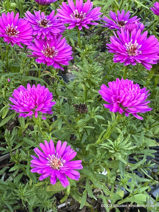 Symphyotrichum 'Pixie Red Eye' (Universum Group)
