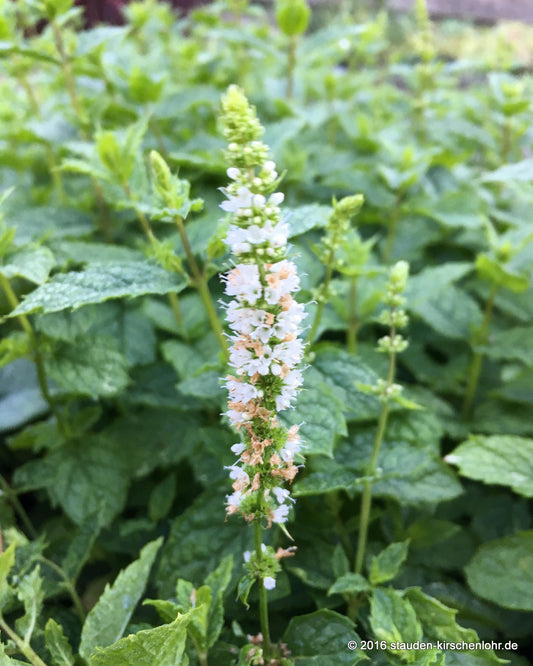Mentha spicata var. crispa 'Marocco'