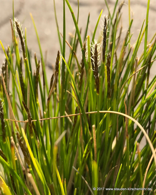 Carex pulicaris