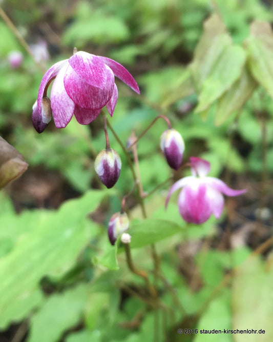Epimedium x youngianum 'Merlin'