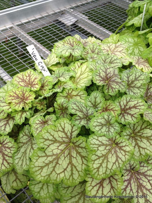 Heuchera 'Van Gogh' ®