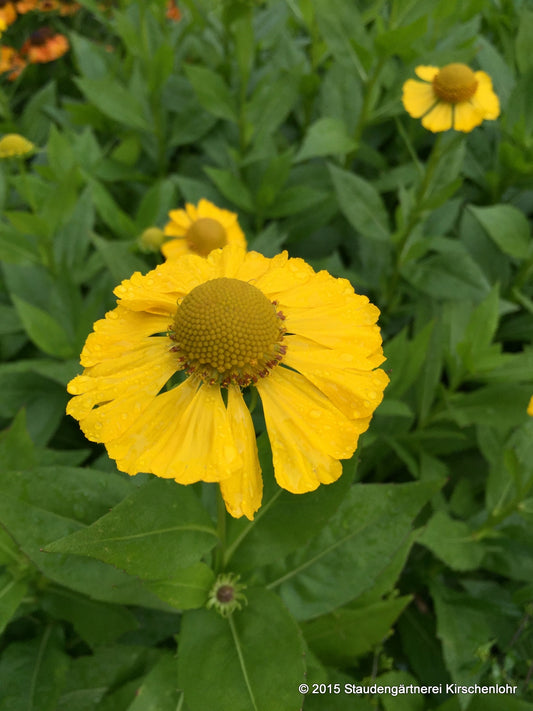 Helenium 'Tijuana Brass' ®