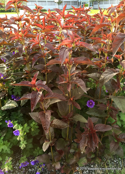 Lysimachia ciliata 'Firecracker'
