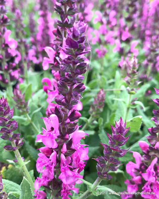Salvia nemorosa 'Eos'